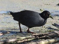 black crake 3 : frieda